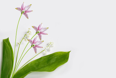 白底花
