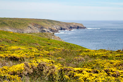 Raz点。岩石海岸和金雀花。Finistere。布列塔尼