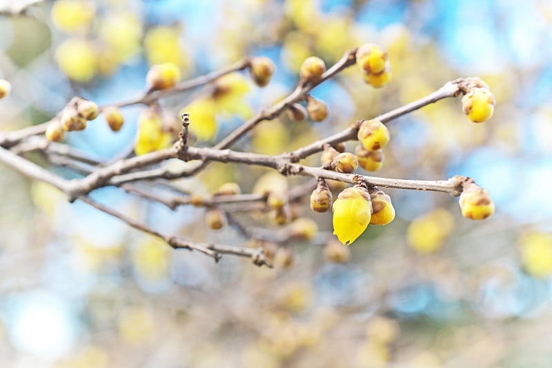 Chimonanthus praecox