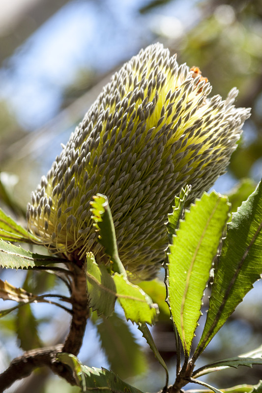 阳光下的海岸banksia (Bánksia)。澳大利亚