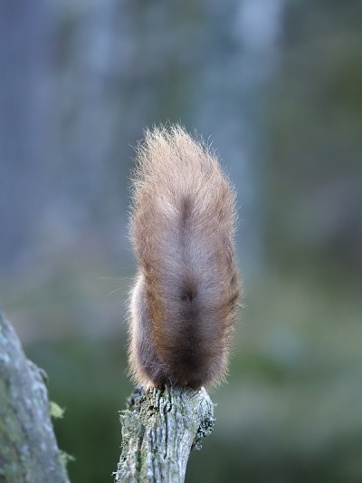 红松鼠，Sciurus vulgaris