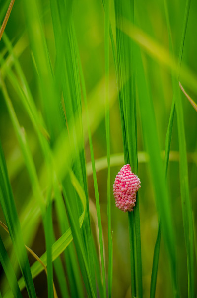 金苹果蜗牛蛋