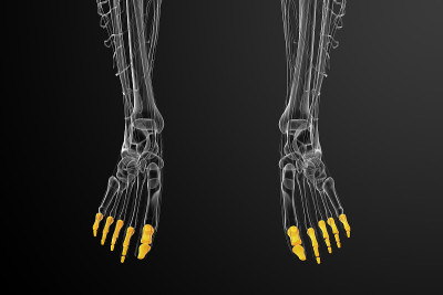 趾骨足的3d渲染医学插图
