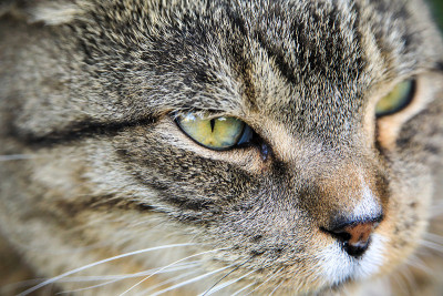 家养短毛虎斑猫