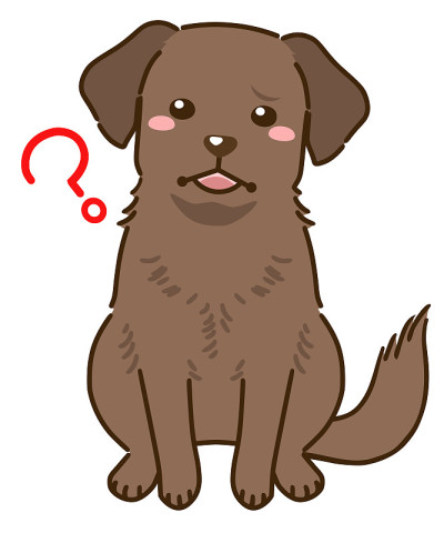 拉布拉多猎犬比不懂(巧克力)