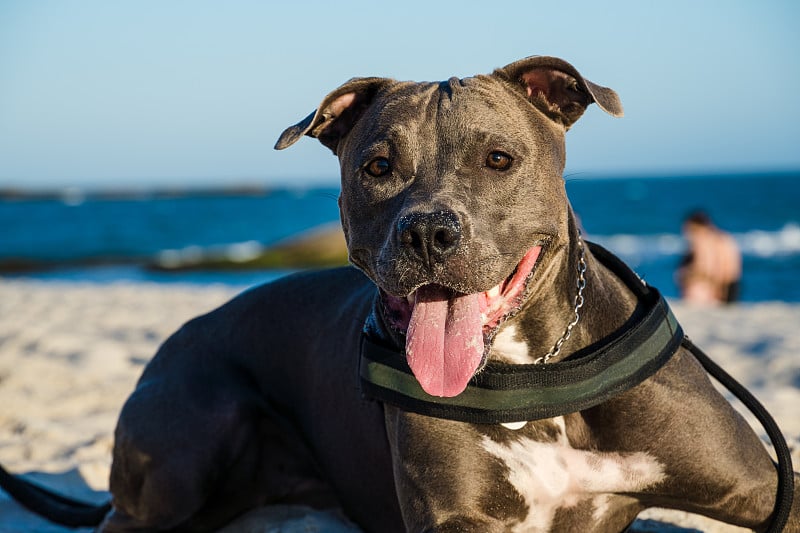 比特犬在日落时在海滩上玩耍。在阳光明媚的日子里享受沙滩和大海