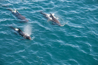 Long-finned Pilot Whales