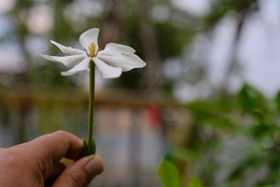 栀子花