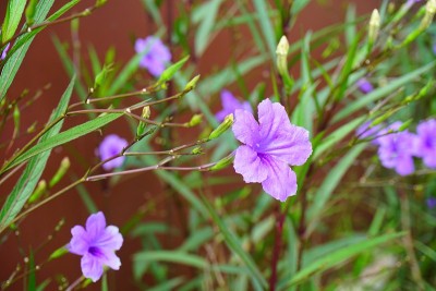 紫色的花