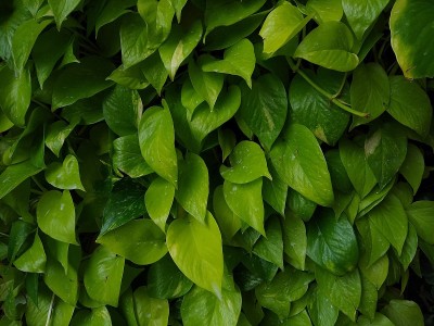 魔鬼的常春藤(Epipremnum aureum)植物，近景，绿色叶背景