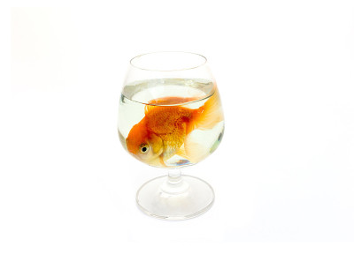 水杯里的鱼