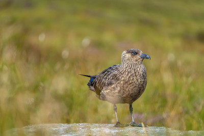 大贼鸥(Stercorarius skua)生活在挪威西海岸的润德岛，以其巨大的鸟类栖息地而闻名。