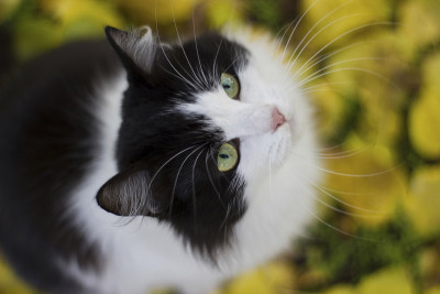 黑色和白色的小猫背景黄叶-秋天