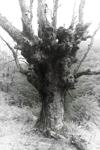 单色的老树
