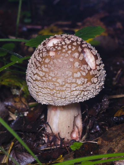 小蘑菇腮红，冬霜，微距，选择性聚焦，浅景深