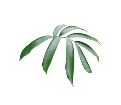 绿色棕榈叶孤立在白色背景与修剪路径
