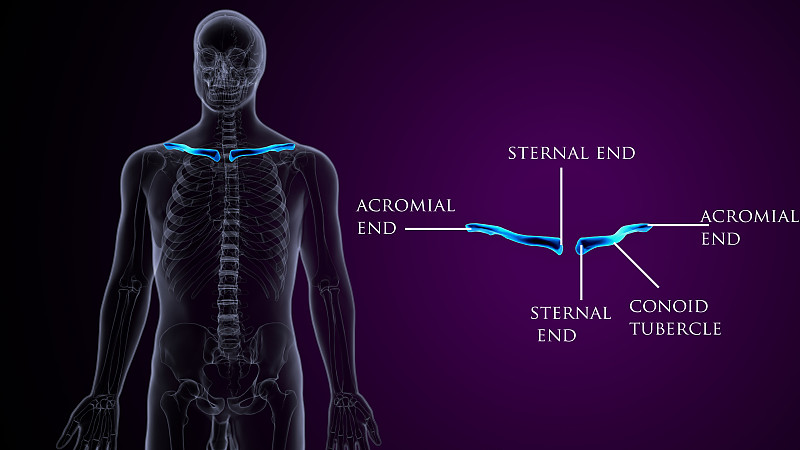 人类骨骼解剖学锁骨骨骼。3d插图