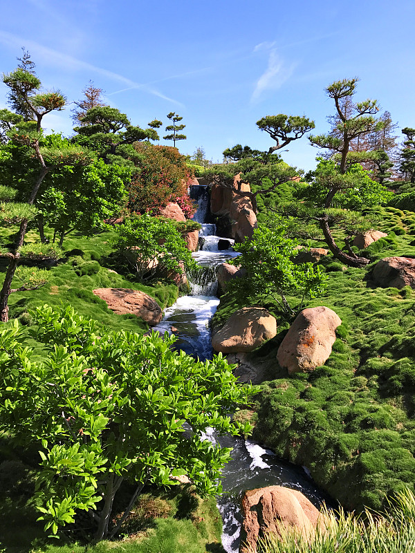 美丽的花和树在日本花园