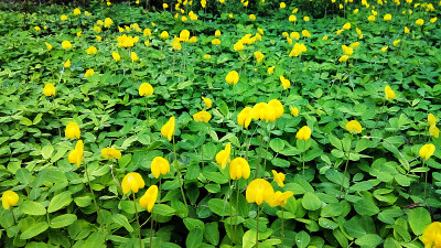 平托花生