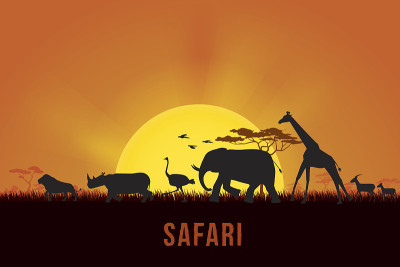 Safari