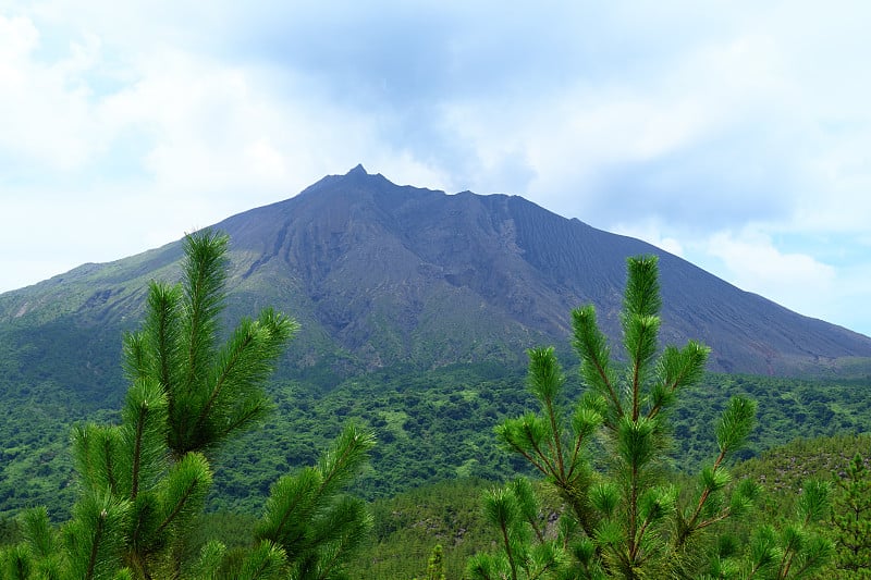 樱岛在黑松之间