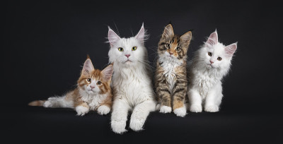黑色背景的缅因猫家族
