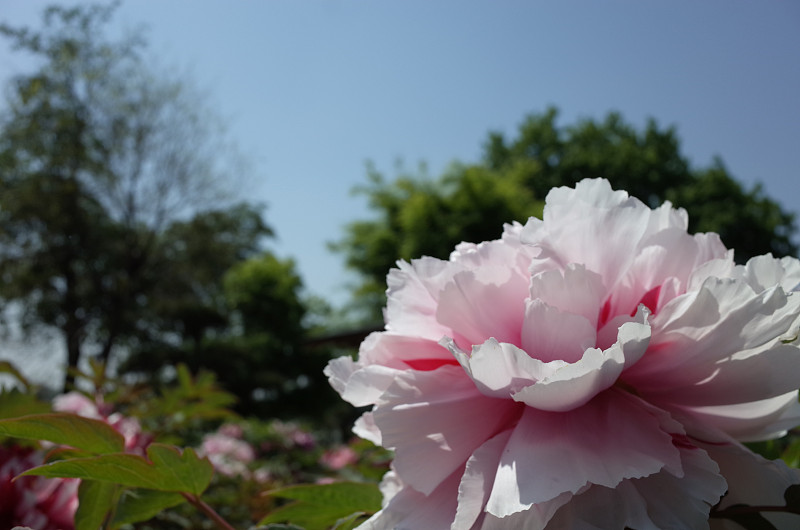 花的牡丹