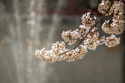樱花