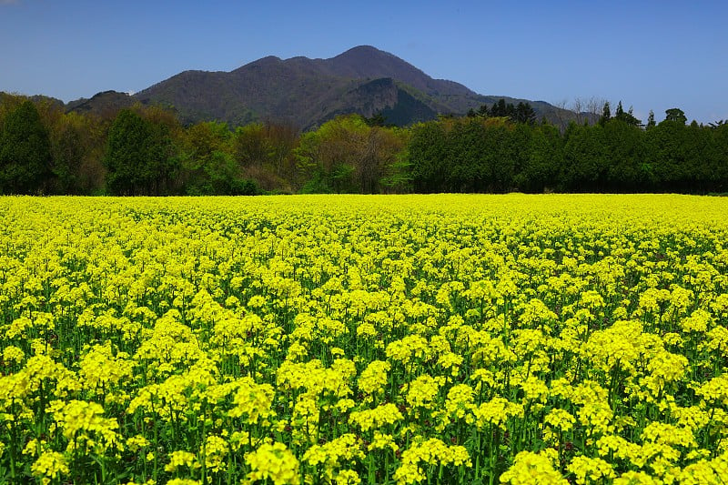 岩手县碧空油菜花开