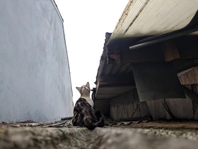 屋顶上的猫