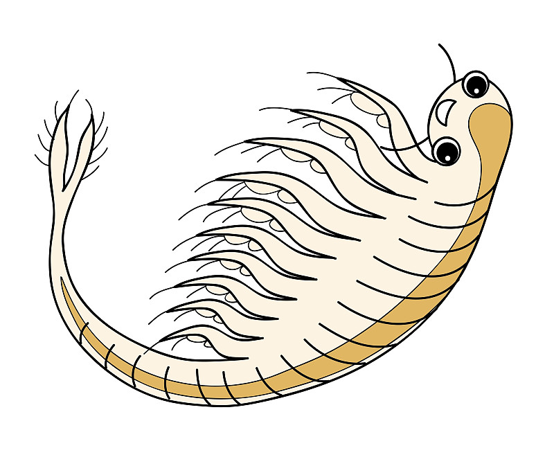 Artemia Sea Monkey hoonesshrimp Character插图