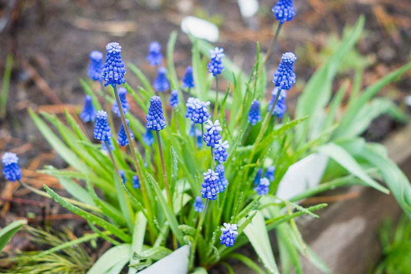 蓝葡萄风信子(Muscari armeniacum)在花园里盛开