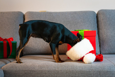 沙发上的黑色和tun迷你pinscher，礼物和礼品盒