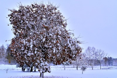 五彩缤纷的秋景与意想不到的十月雪覆盖
