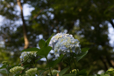 绣球花