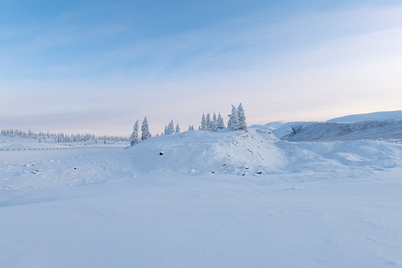 白雪覆盖的树在蓝色调，奥伊米亚康，萨哈共和国，俄罗斯。雅库特的冬季景观，令人惊叹的落叶松树在神奇的高