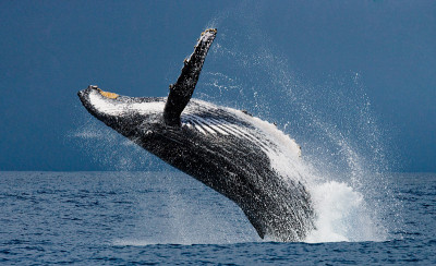 Humpback whale in the water.