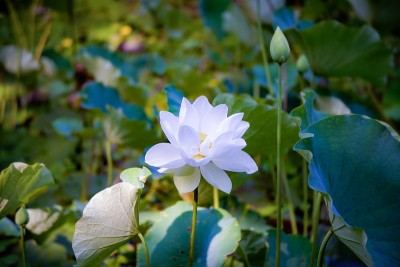 在水边盛开的白色花朵