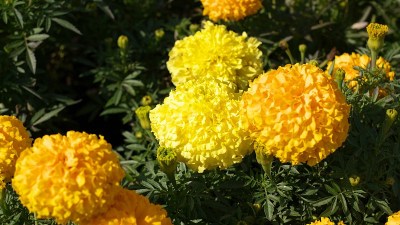 黄色的花
