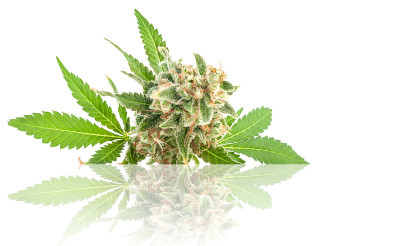 医用大麻花有毛状体和橙色的毛和叶