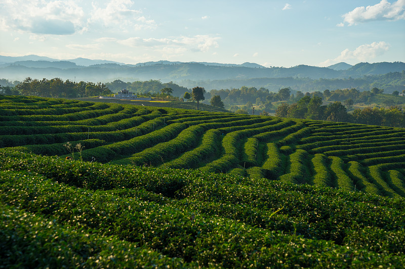 山上的茶园