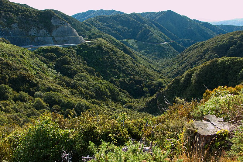 新西兰北岛惠灵顿地区Pakuratahi森林的景观