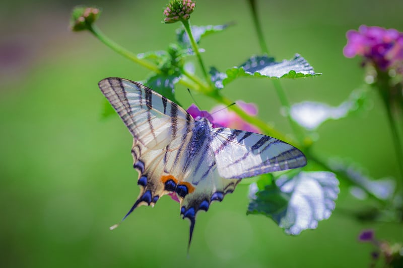 这是罕见的凤尾蝶(Iphiclides podalirius)在粉红色的马缨丹花上的特写。