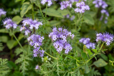 这片土地上正在盛开的phacelia——一种专门为蜜蜂种植的蜂蜜植物
