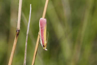 Oncocera semirubella
