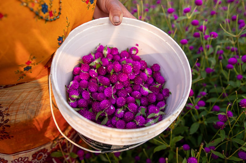 凤仙花球'Makhamali花'