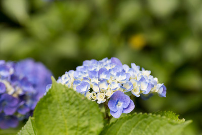 绣球花