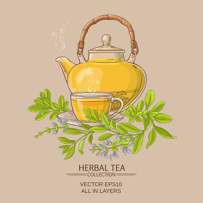 鼠尾草茶插图