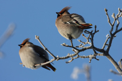 波西米亚蜡翼(Bombycilla garrulus)德国
