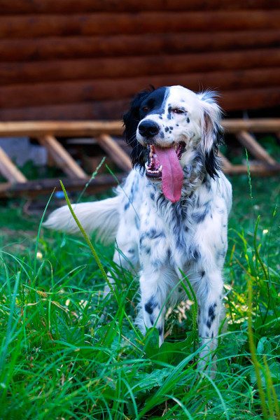 犬种英国赛特犬